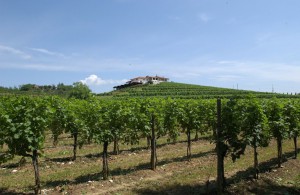 Azienda Cantarutti Alfieri