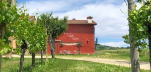 Vigne degli Olmi - Azienda Agricola