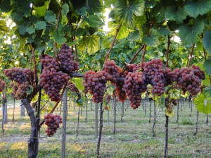 Azienda Agricola Dino Turco