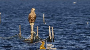 Riserva Naturale Regionale della Foce dell'Isonzo Isola della Cona