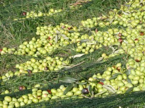 Azienda Agricola Rado Kocjančič