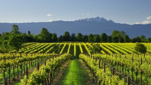 Tenuta Bosco Albano