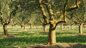 Olio Extravergine di Oliva Biologico - Olio Civettuolo - Az. Agricola Sansonetti