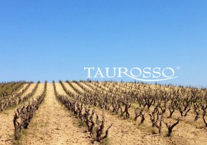 Taurosso Srl Elio Taurino