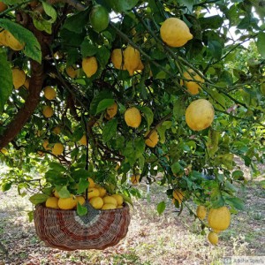 Azienda Agricola della Salandra & Figli