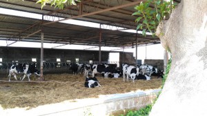 Azienda Agrozootecnica 