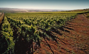 Cantine Le Grotte - Degustazione, vendita e produzione vini