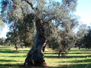 AZIENDA AGRARIA GRECO del Dott. Pantaleo Greco