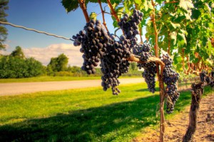 Azienda Vitivinicola Tenuta Merico