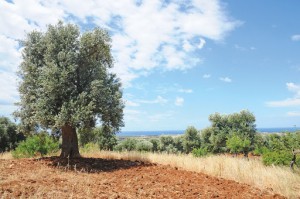 Az. Agricola Pietrasanta, vendita olio extravegine di oliva pugliese, passata pomodoro fiaschetto Biologica; Torre Guaceto, Carovigno, Brindisi, Puglia