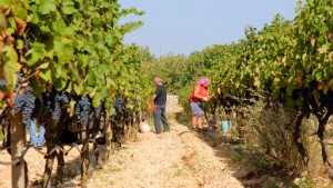 Azienda Vitivinicola Giuliani