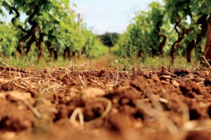 Cantine San Marzano