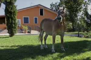 Agriturismo Sant'Isidoro