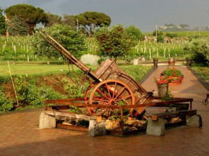 Azienda Agricola l'Olivella