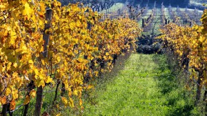 Cantine Eredi dei Papi