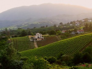 Azienda Agricola Marco Antonelli