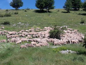 Festa della Tosatura e Artigianato