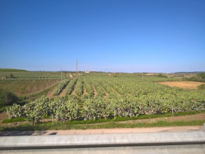 Azienda Agricola Biologica di Paternico Ettore