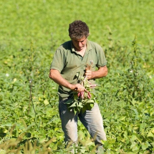 Azienda agricola Belisario