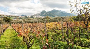 Azienda Agricola Vasari