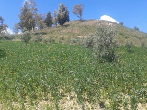 Azienda Agricola Biologica Lisciandra