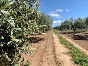 Azienda Agricola Moceri Giuseppe