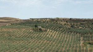 Azienda Agricola Belmonte Giardinello