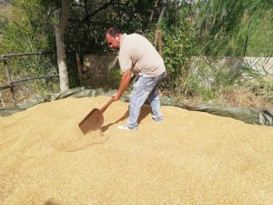 azienda agricola Piomoon