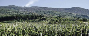 Cantine Palmento Costanzo - Vini Etna Doc