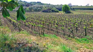 Azienda Agricola Siciliano