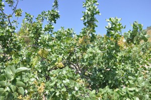 L' Oro Verde di Pietranera - Produzione Bio di Pistacchio,Mandorle,Olio,Olive