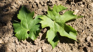 Castelluccimiano (Viticultura di montagna)