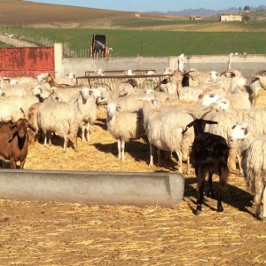 Azienda Agricola Borzi' La Casa dei Formaggi