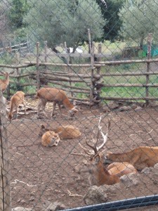 Il Villaggio La Casa Degli Ulivi