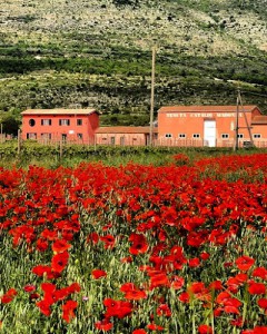 Cataldi Madonna - Vini Concettuali