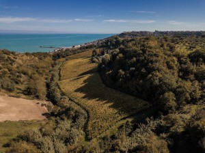 Azienda Agricola Olivastri Tommaso