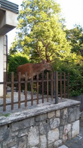 L'Ape e L'Orso