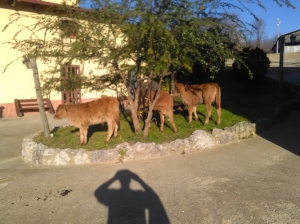 Agriturismo La Valle delle Querce