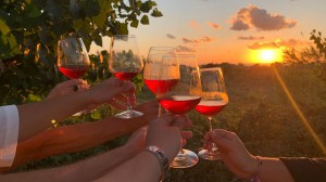 Furchì wine Tropea - Tramonto in vigna