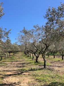 Azienda Agricola La Valle di Salvatore Rota