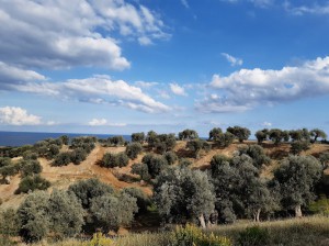 Olio Extravergine di Oliva Vulcano - Calabria