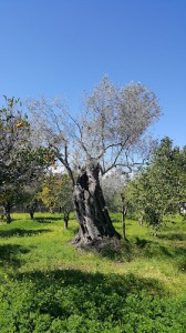 Agriturismo fragolelamponi