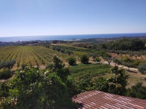 Azienda Agricola Anthony Reale di Antonio Reale