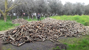 Fattoria Parco degli Ulivi