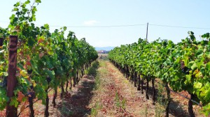 Società Agricola Masseria Lanzolla degli Eredi Mininni Pasquale S. S.