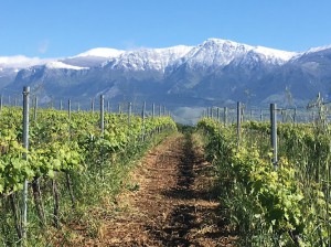 Cantine Viola