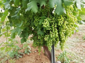 Azienda Agricola Tibaldi Antonietta