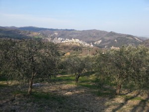 Azienda Agricola Spinelli