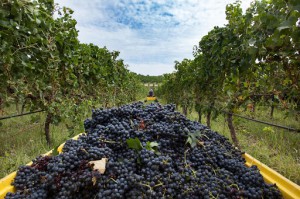 Az. Agr. Francesco Battifarano - VINI, CULTURA E AGRICOLTURA