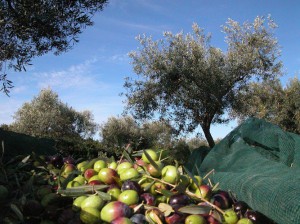 Società Agricola Corte Olìas s.s.